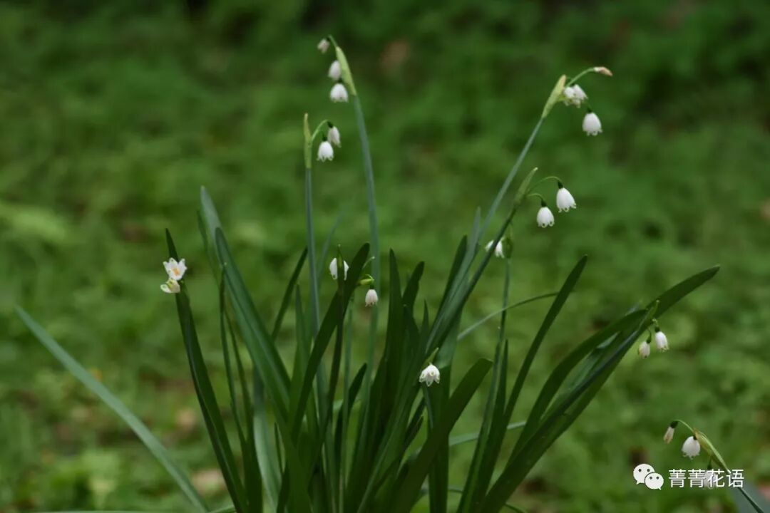 三生三世夏雪片莲 菁菁花语 微信公众号文章阅读 Wemp