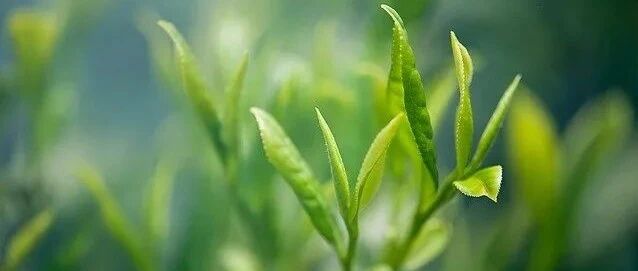 得了糖尿病能不能喝茶呢？