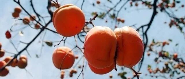 未熟柿子可防糖尿病？这么甜的水果不是应该升糖吗？