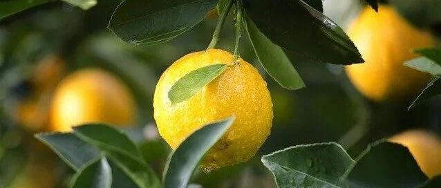 学会选择水果的技巧，就不怕血糖"发飙"了