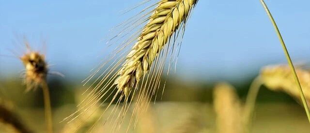 糖友真的要远离淀粉类食物吗？喜欢土豆、面条怎么办？不妨这样办