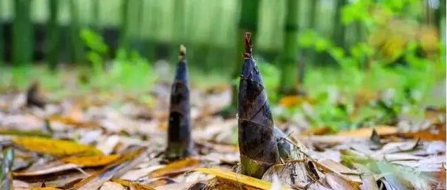 糖友春天的菜谱中怎能少了它？