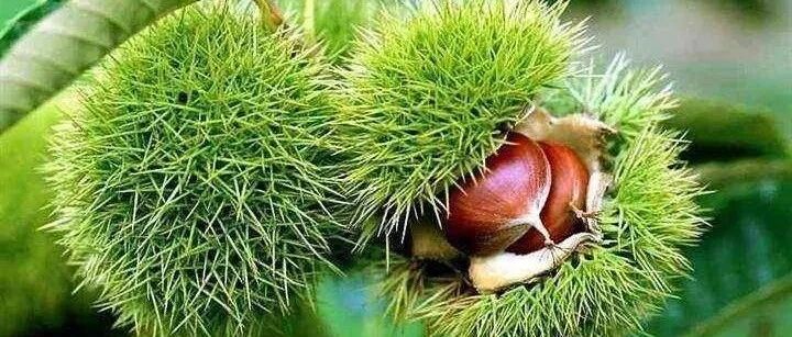 板栗是个宝，秋冬季适量食用喔！