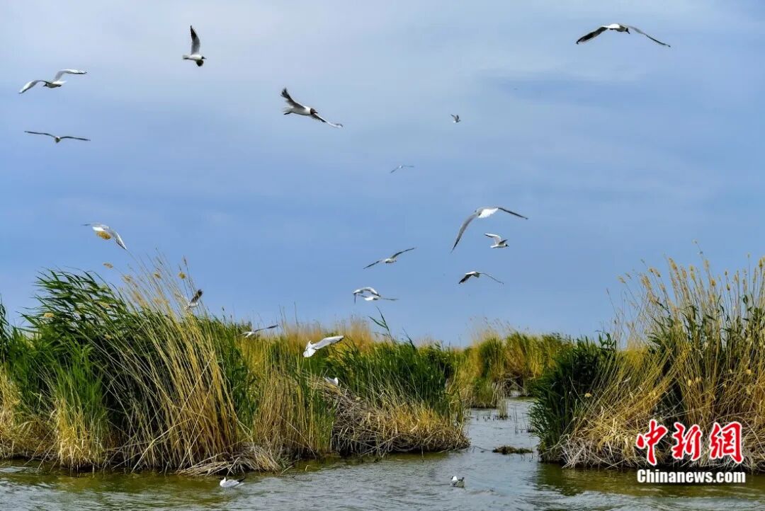 乌伦古湖。刘新 摄