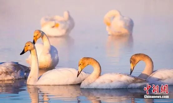 位于新疆巴音布鲁克草原的天鹅湖。巴特那生 摄