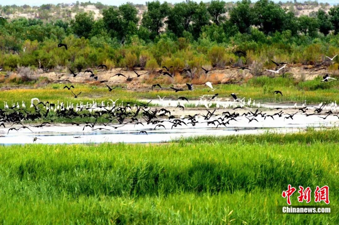 艾比湖生态环境直接影响周边地区。博州融媒体中心供图