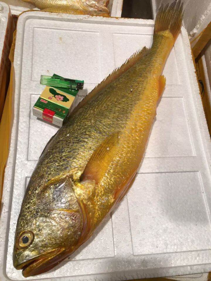 8斤重野生大黄鱼!价值好几万