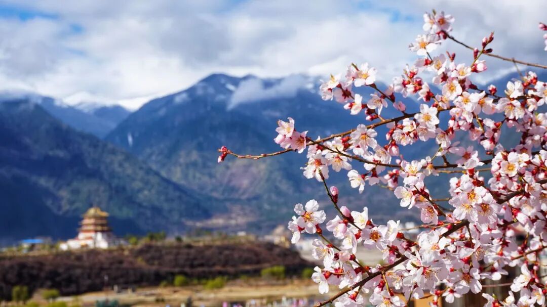 西藏的春天，把摄影师都逼疯了...