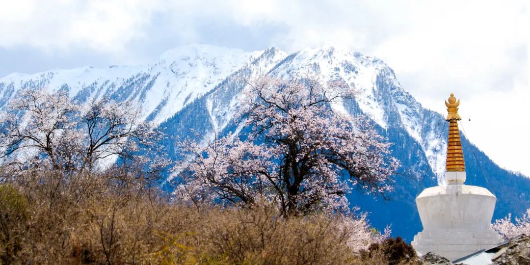 西藏的春天，把摄影师都逼疯了...