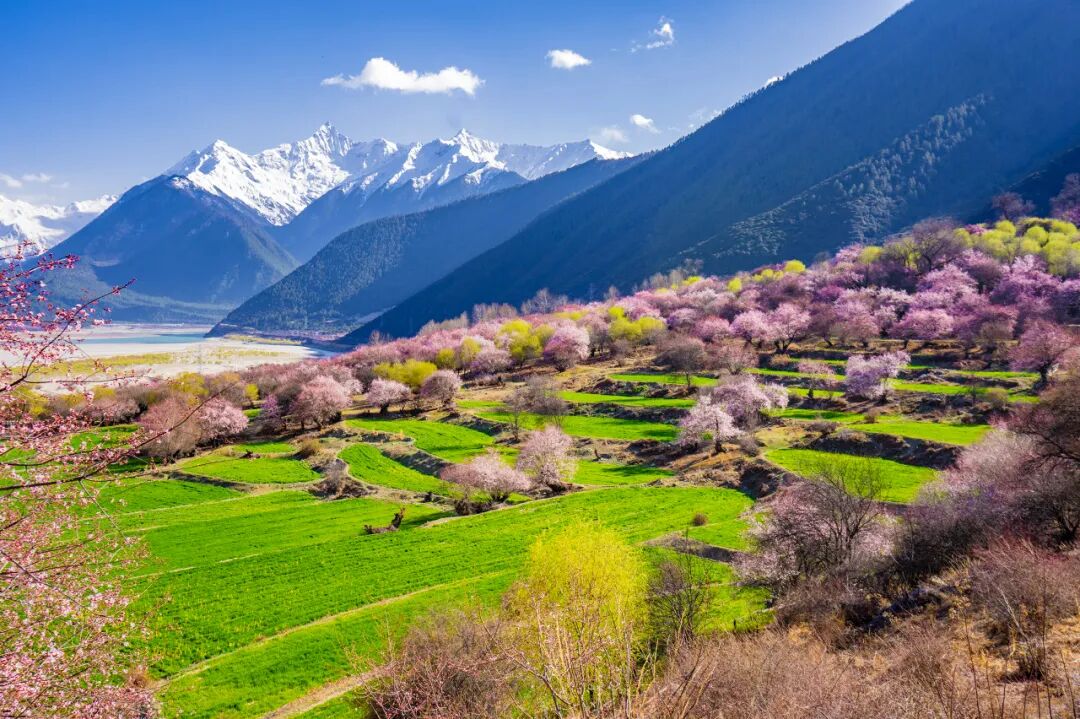 西藏的春天，把摄影师都逼疯了...