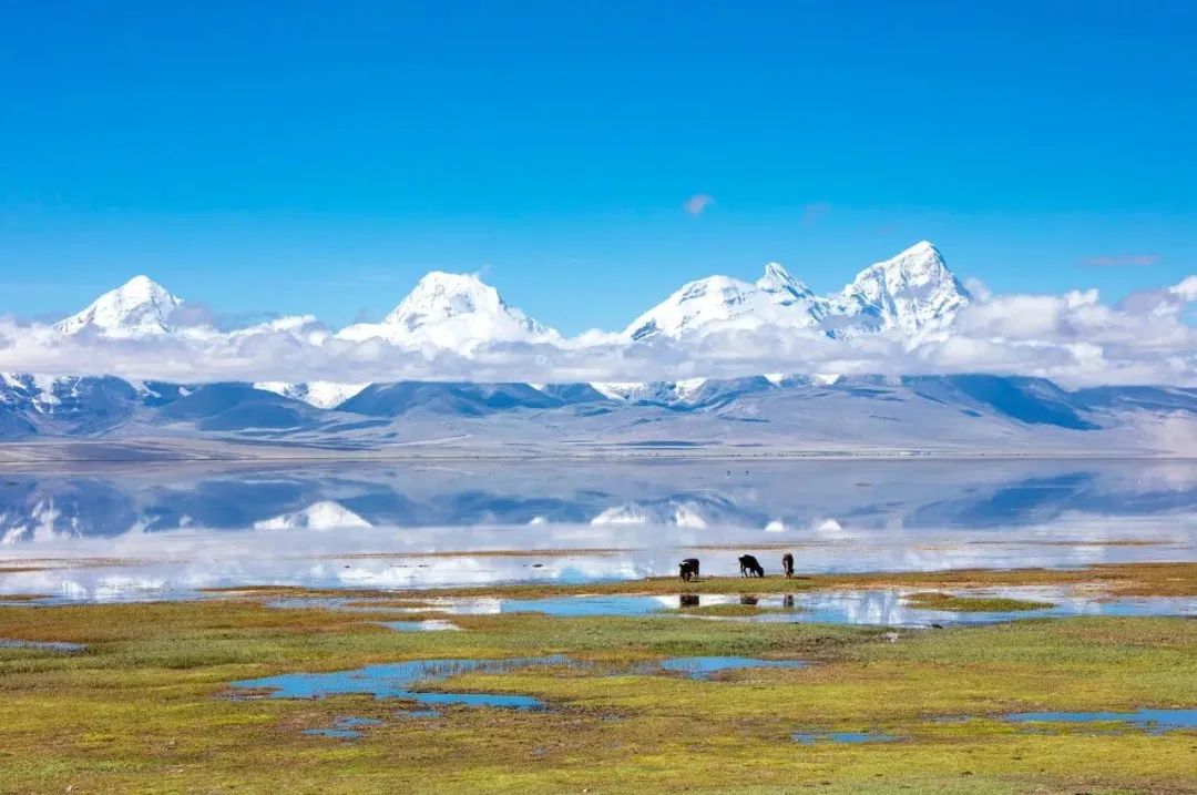2024年西藏旅游：西藏的春天，把摄影师都逼疯了...