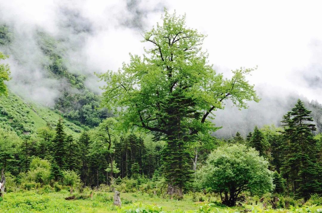 不去天堂，就去雨崩。 旅行 第25張