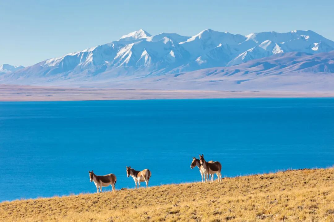 西藏的春天，把摄影师都逼疯了...