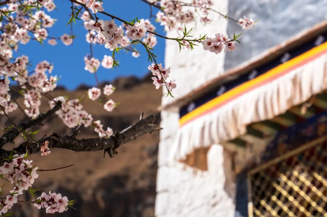 西藏的春天，把摄影师都逼疯了...