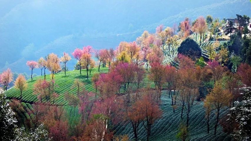 錯過再等一年，這個被稱為中國最美冬天的地方即將花開成海。 旅行 第16張