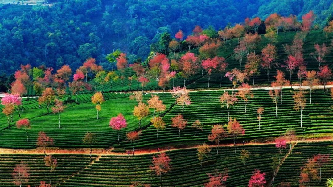 錯過再等一年，這個被稱為中國最美冬天的地方即將花開成海。 旅行 第4張