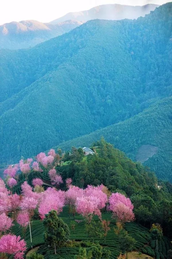 錯過再等一年，這個被稱為中國最美冬天的地方即將花開成海。 旅行 第11張