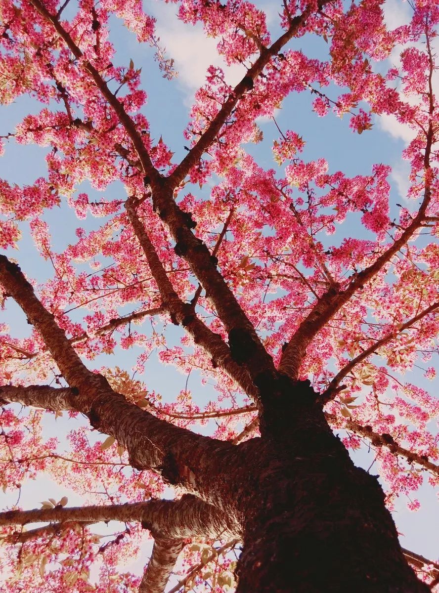 錯過再等一年，這個被稱為中國最美冬天的地方即將花開成海。 旅行 第19張