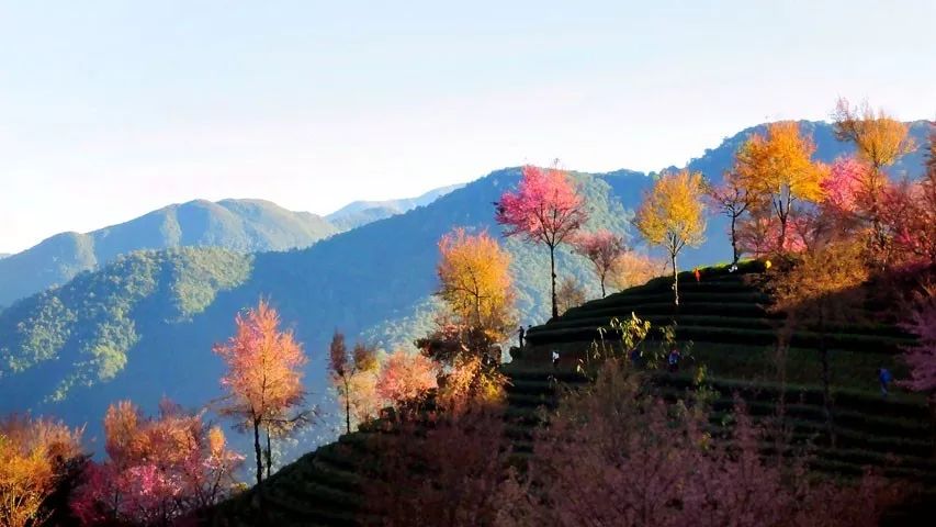 錯過再等一年，這個被稱為中國最美冬天的地方即將花開成海。 旅行 第15張