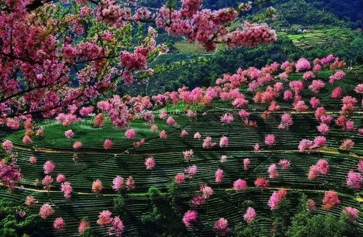 錯過再等一年，這個被稱為中國最美冬天的地方即將花開成海。 旅行 第10張