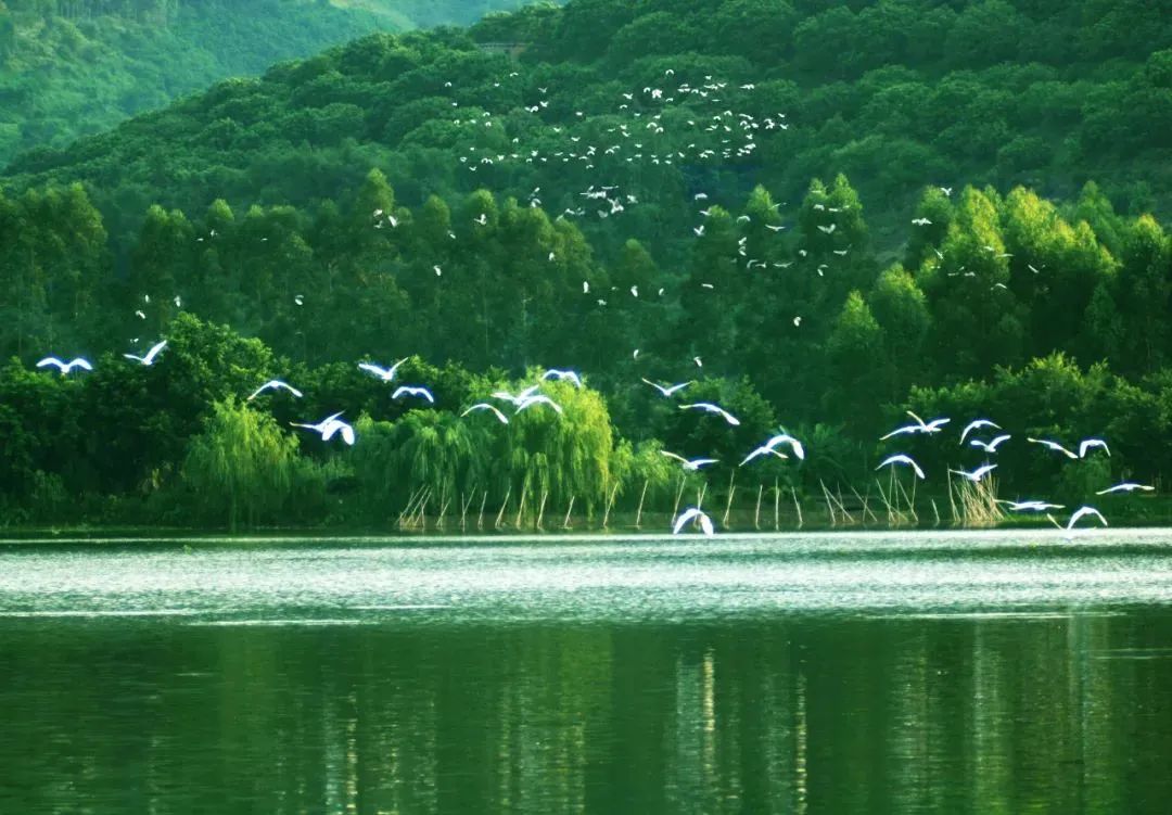 鼎湖沙浦镇鹭鸟生态园图片