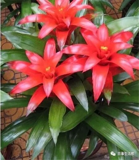 枯萎的花寓意着什么_枯萎的花影响运势吗_鸿运当头花枯萎了咋办