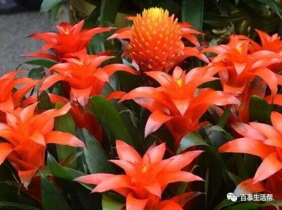 鸿运当头花枯萎了咋办_枯萎的花影响运势吗_枯萎的花寓意着什么