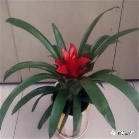 枯萎的花寓意着什么_鸿运当头花枯萎了咋办_枯萎的花影响运势吗