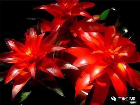 枯萎的花寓意着什么_枯萎的花影响运势吗_鸿运当头花枯萎了咋办