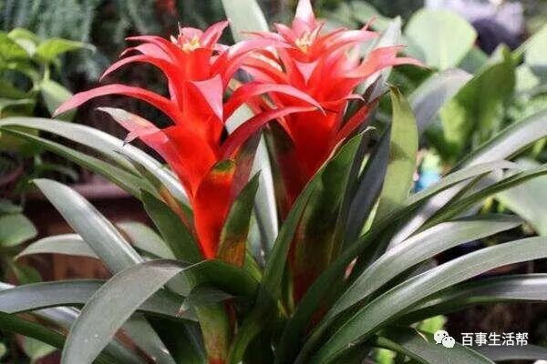 枯萎的花影响运势吗_鸿运当头花枯萎了咋办_枯萎的花寓意着什么