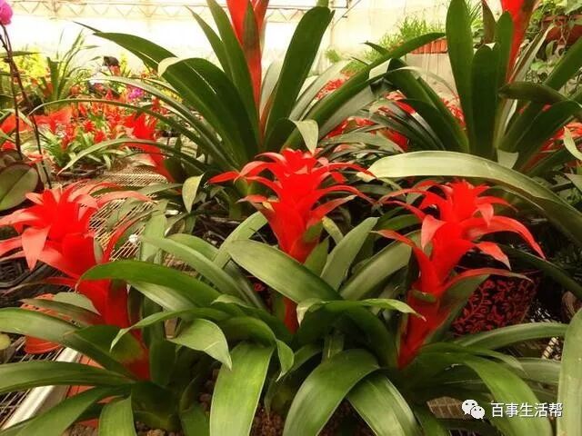 枯萎的花影响运势吗_枯萎的花寓意着什么_鸿运当头花枯萎了咋办