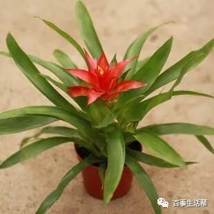 枯萎的花寓意着什么_鸿运当头花枯萎了咋办_枯萎的花影响运势吗