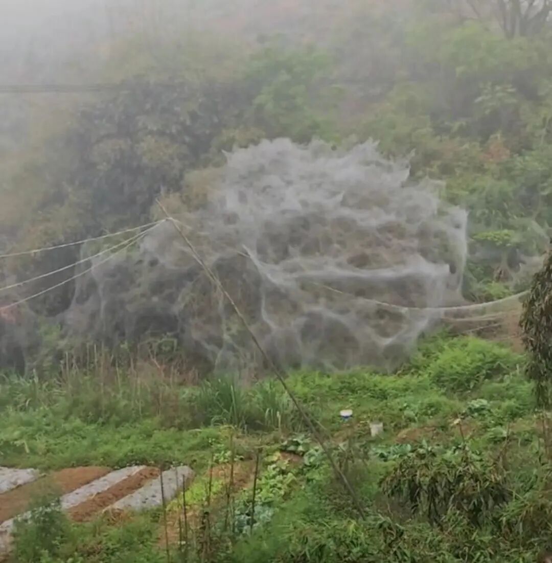 福建泉州一地一夜之间现巨幅“蛛网”？林业局：天幕毛毛虫，不用大惊小怪