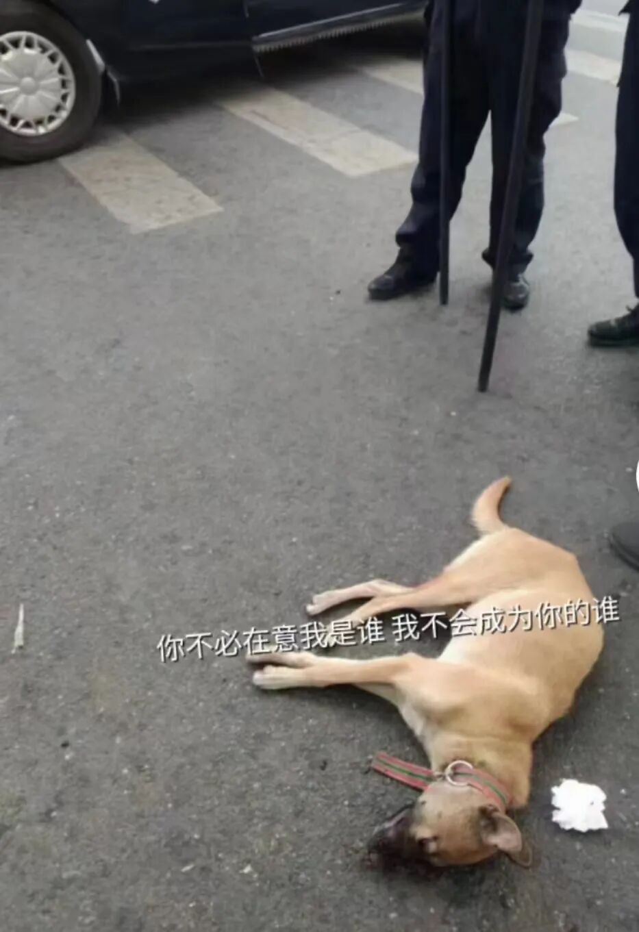 8岁男童买早餐遭狗扑咬脸部被缝90多针警方正全力寻找狗主人