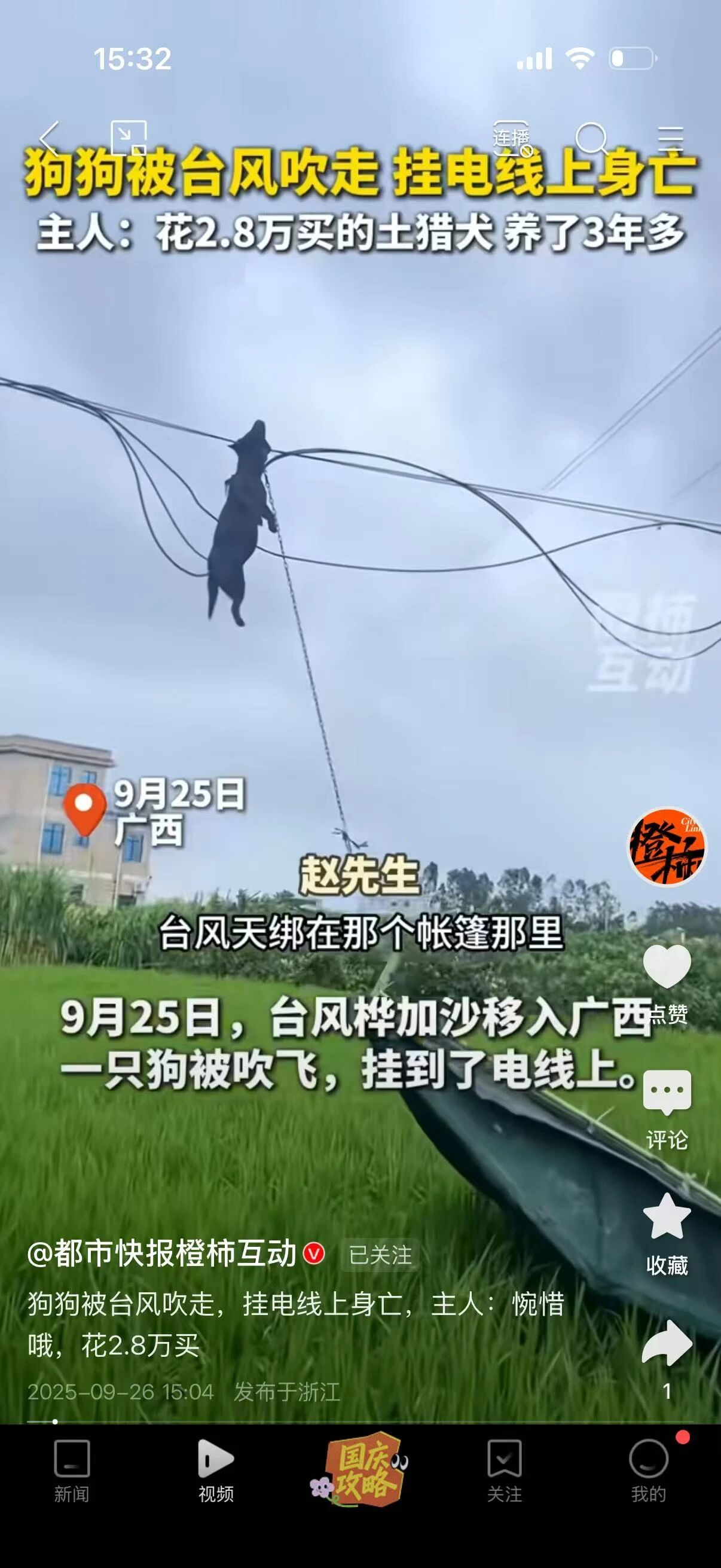 小狗被台风吹飞挂到电线上,台风“桦加沙”过境广西，一条40斤重猎犬被吹至40米外，挂..