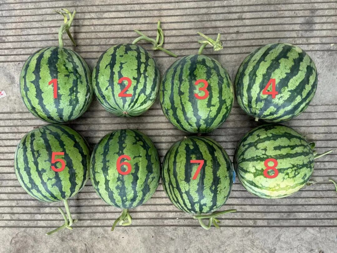 AI挑西瓜靠谱吗？记者实测被震惊：这结局真猜不到！