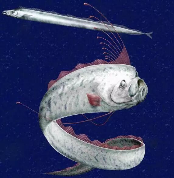 oarfish 桨鱼