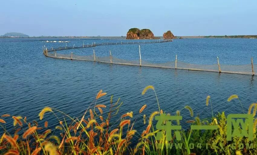 这个小岛藏着东港最美的秋天