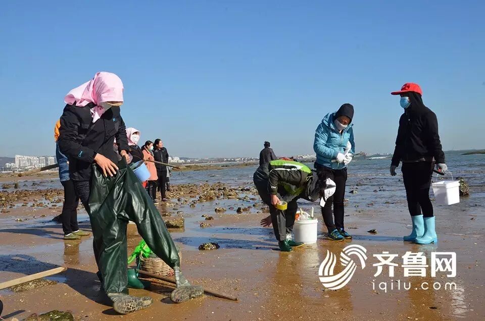 壮观日照太公岛牡蛎公园近千人赶海