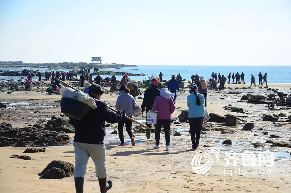壮观日照太公岛牡蛎公园近千人赶海