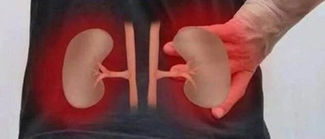 一文搞懂：评价肾功能三个指标之间的区别，及药物引起肾脏损伤的机制！