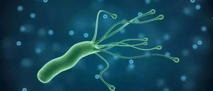 幽门螺杆菌阳性怎么办？这些根除方案建议收藏！