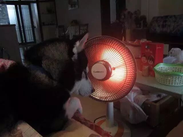 二哈：我是来自西伯利亚的狼，来到中国却被冻成了狗！