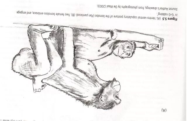 科学网 猿猴家书故事会 人的性行为有什么特点 第56讲 张鹏的博文