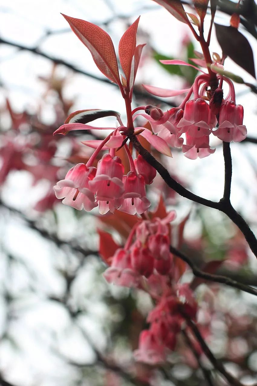 吊鐘花:風起瑤鍾舞青翠,春萌玉盞暗香開(原創首發)