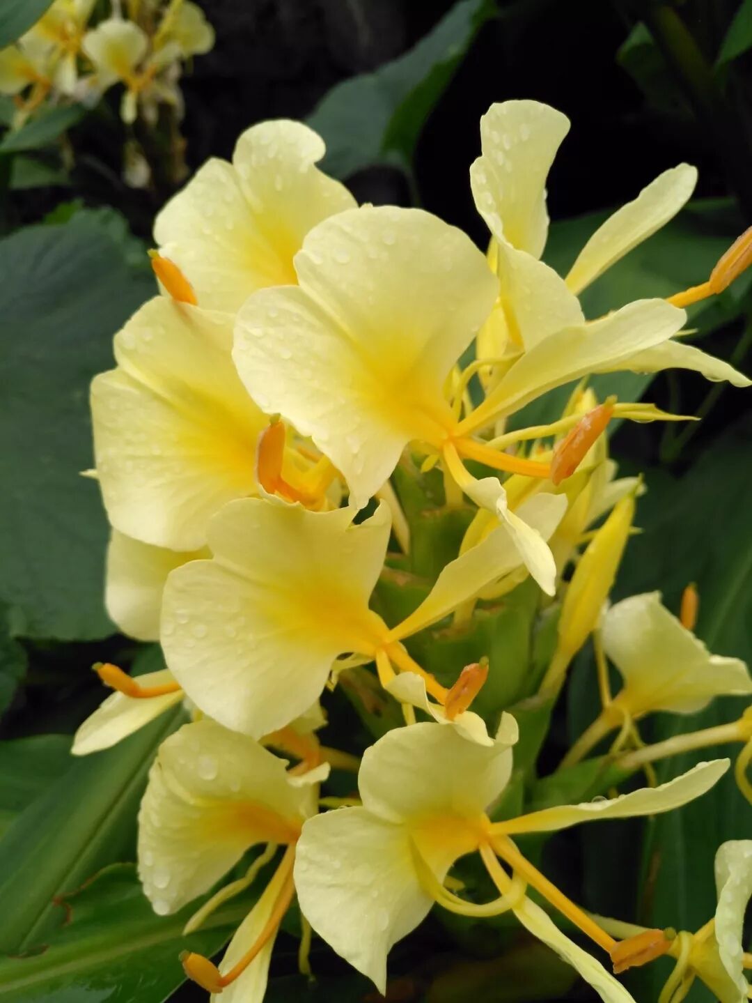 佛教"五树六花"之"黄姜花"的鉴赏与养护(原创首发)