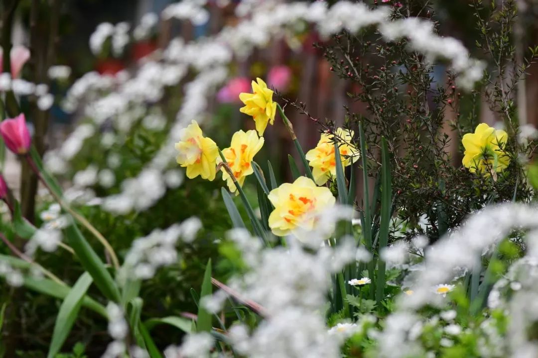 10余种球根植物在庭院一一盛放 应该能填密你那些春夏秋冬的梦想吧 花园时光 微信公众号文章阅读 Wemp