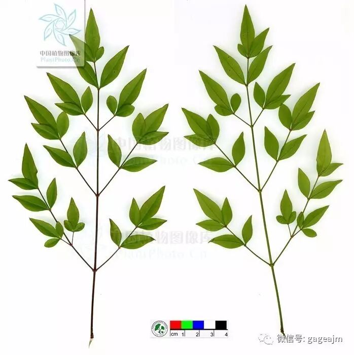 ▽三回羽状羽状复叶,互生,集生于茎的上部,长30-50厘米.