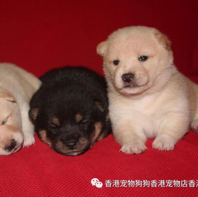 微信公众号无锡宠物狗狗无锡宠物店无锡犬舍 Chongwugou 最新文章 微信公众号文章阅读 Wemp