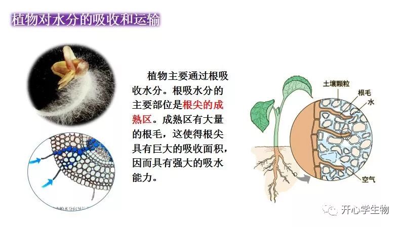 绿色植物有生物圈的水循环 开心学生物 微信公众号文章阅读 Wemp